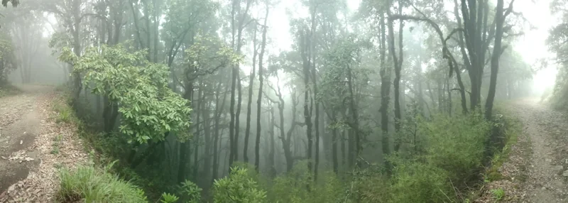 Forest canopy in Binsar, Almora